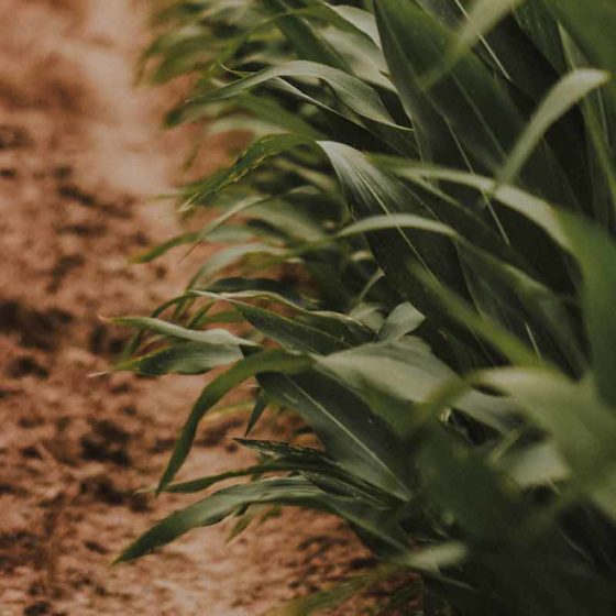 Field to Market Fieldprint Platform Factsheet Supply Chain Solutions