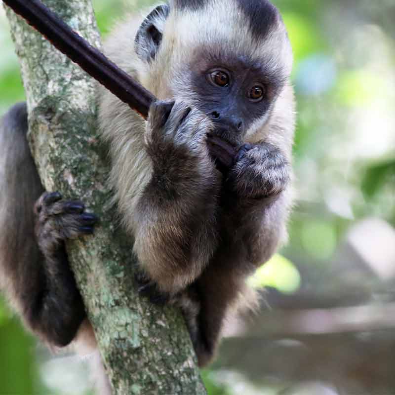 TSC Animal Welfare Organizations & Programs Supply Chain Solutions Center